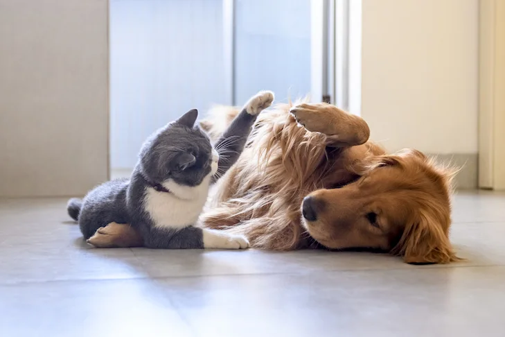 Pet Hair on Carpet: Removal, Everyday Care and Accident Prevention